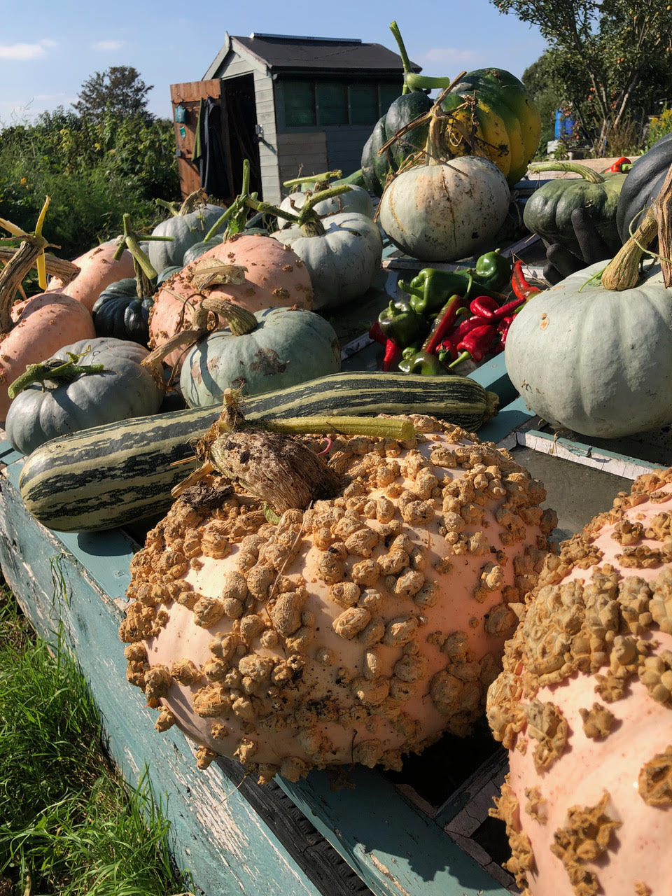 Picture from allotment library
