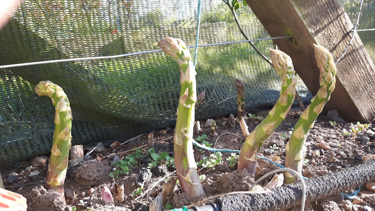 Picture from allotment library